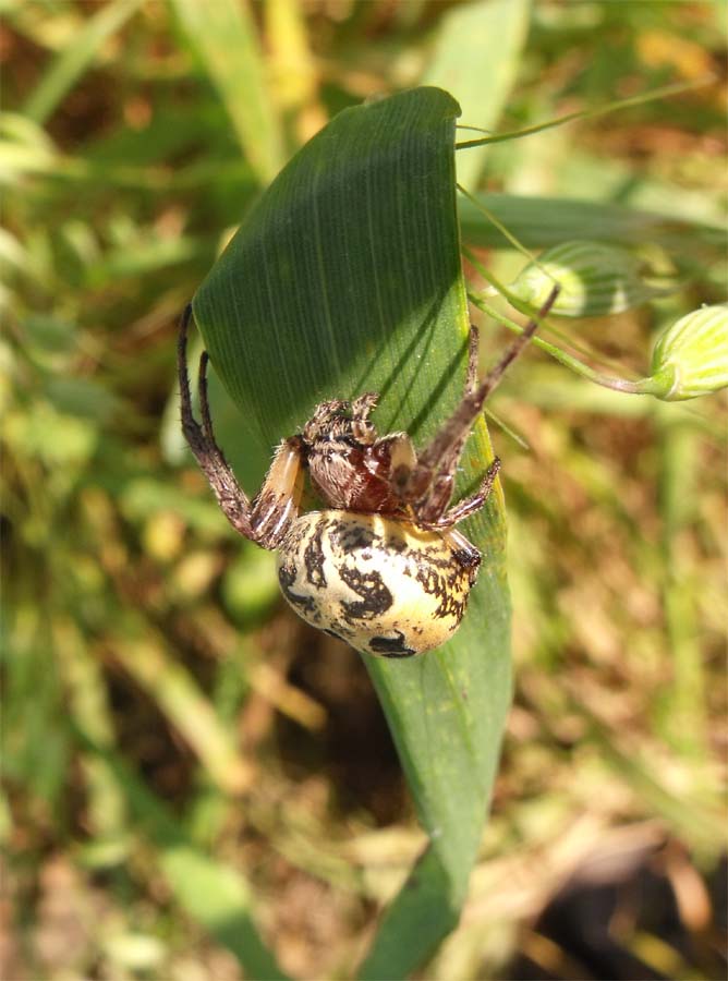 Larinioides sp.